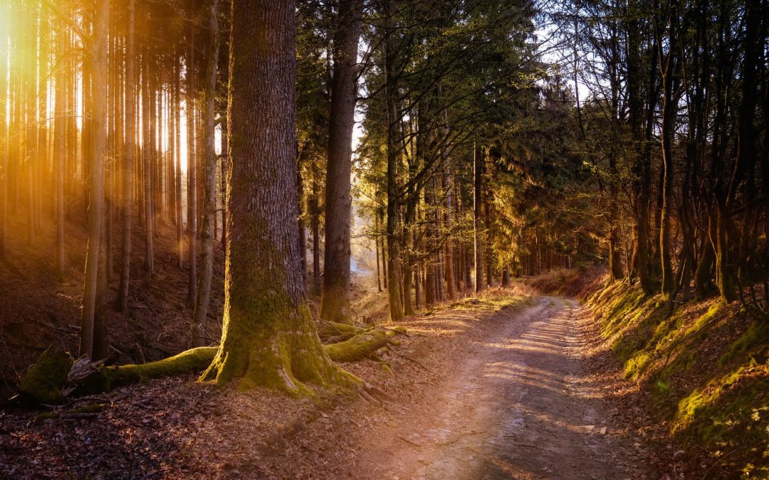 A Phased Approach to Regathering as Church: A message from the bishops of Maryland, Washington, DC and Virginia